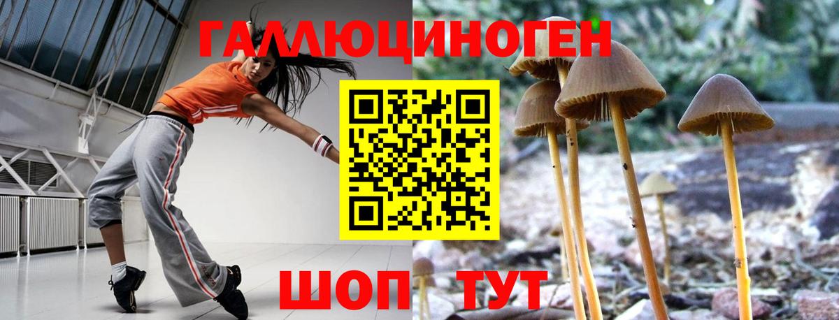 Кировск  Псилоцибиновые грибы прущие грибы  Вход с VPN 